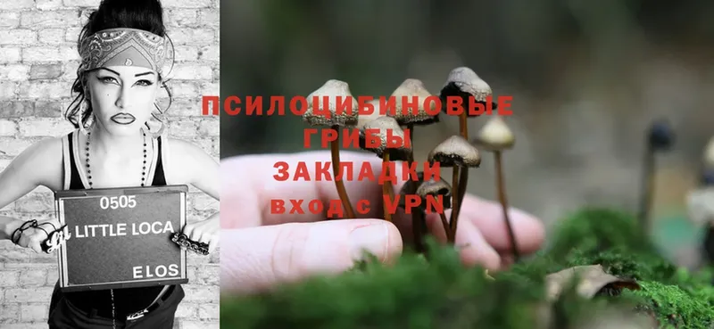 Псилоцибиновые грибы Psilocybe  наркошоп  Добрянка 